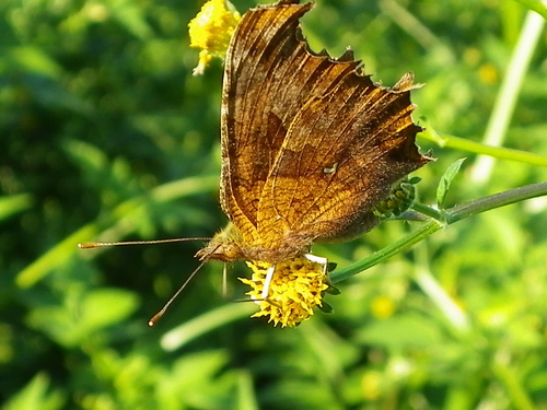 キタテハ秋型_d0254540_19183719.jpg
