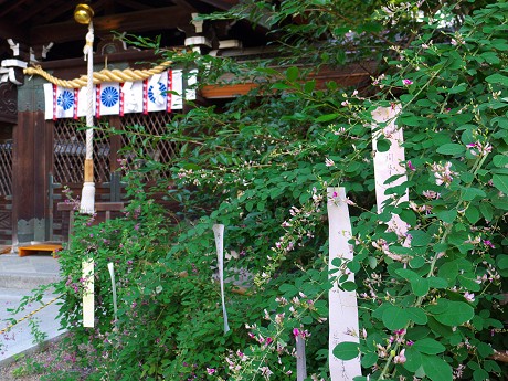 梨木神社の萩_c0057946_18591437.jpg