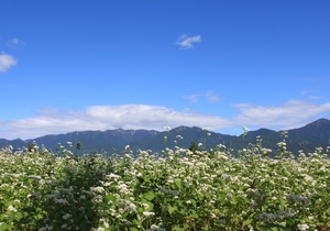秦野でソバの花が見ごろだよ_c0171849_15493150.jpg