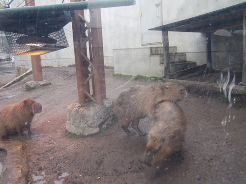 【デジカメで見る】北海道2日目の旅　第二弾♪　旭山動物園 の巻_f0032049_21421142.jpg