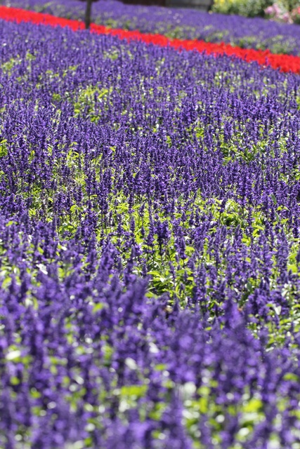 世羅高原農場 Mag S Diary