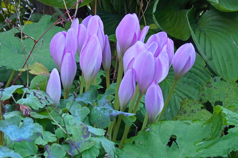 e0100772_2015348.jpg