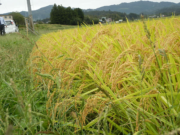 10月4日の田んぼ(上目黒小・枝野小)_d0247484_10581983.jpg