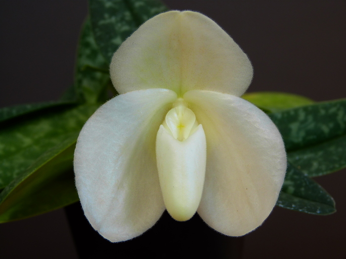 Paphiopedilum bellatulum fma. album (Q)_a0267399_18332271.jpg