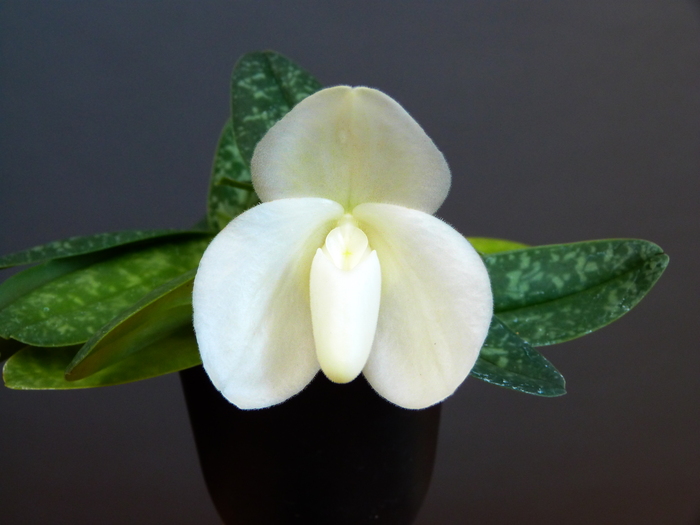 Paphiopedilum bellatulum fma. album (Q)_a0267399_18332918.jpg