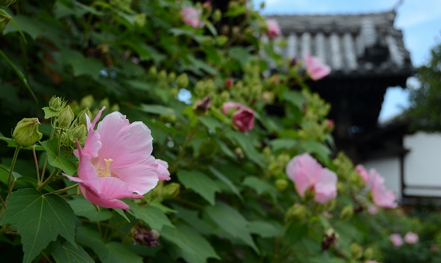 西陣 慧光寺の芙蓉_a0169902_70399.jpg