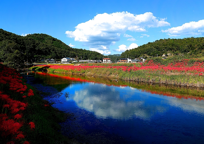 ”彼岸花”　に挑戦・・・！その３　（最終章）_a0140608_7463731.jpg