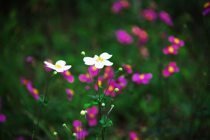 花之江の郷の彼岸花2_a0263109_13115820.jpg