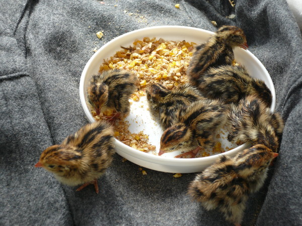 ウズラが産まれたぞ！！！ : パソベッツこじま 大動物診療部 in