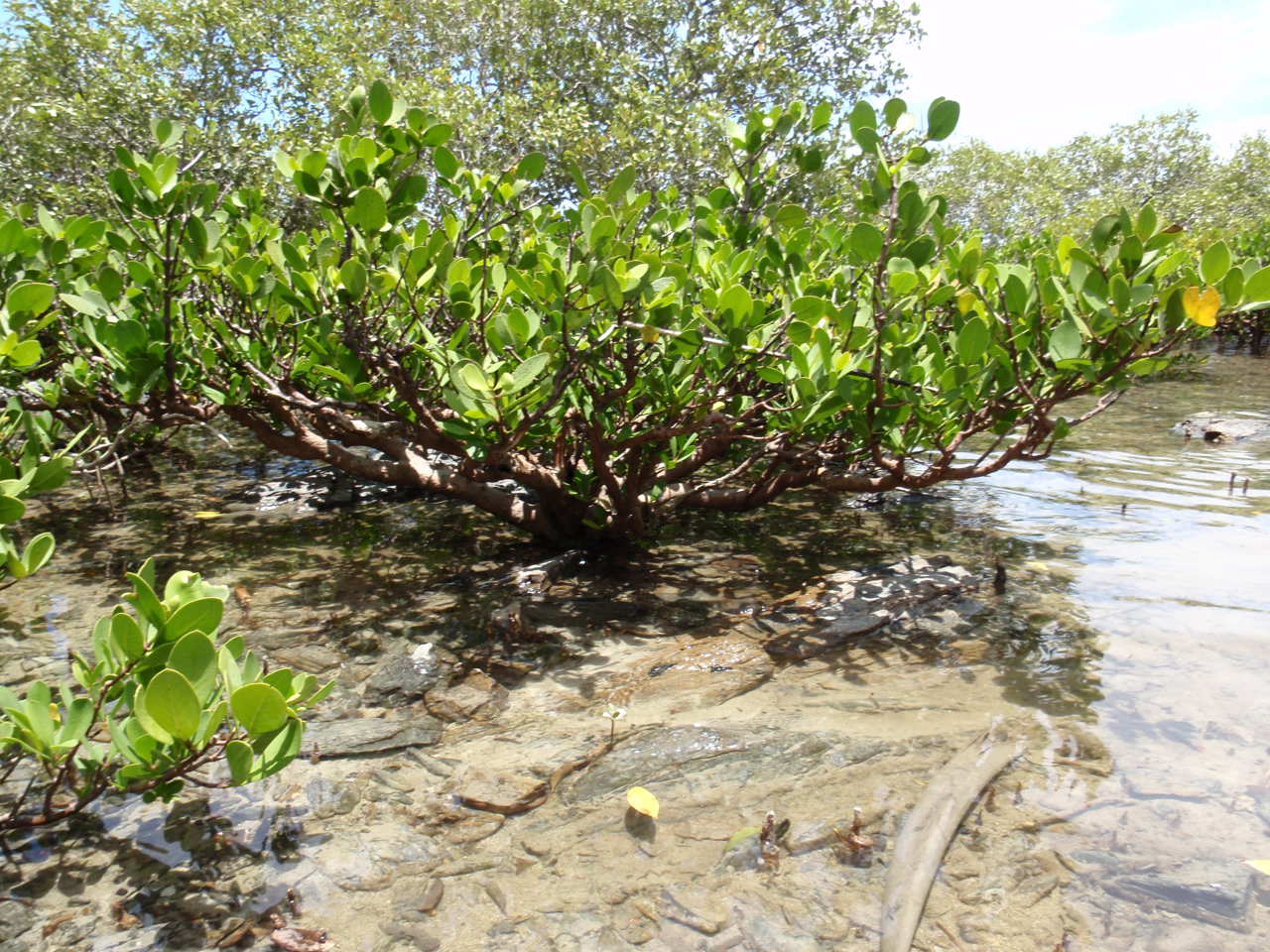 ランカウイのマングローブ成長記：その1 : コケシノブログ‐苔忍録‐