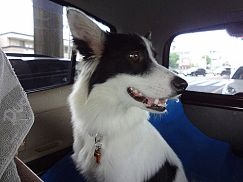 e0193822_2150241.gif