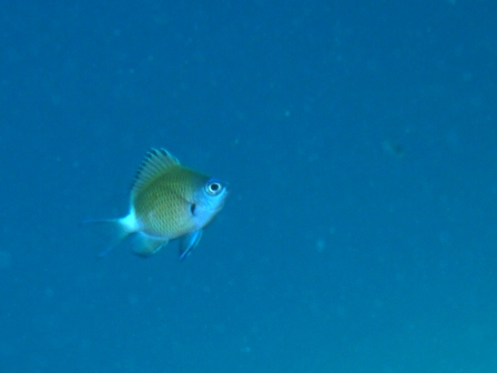 今日も竹富南です!!_a0189838_1755049.jpg