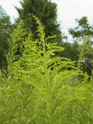 荒れ地のセイタカアワダチソウ Canada goldenrod_f0206939_1446999.jpg