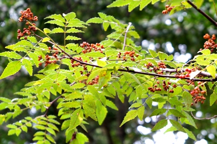c0204740_15551331.jpg