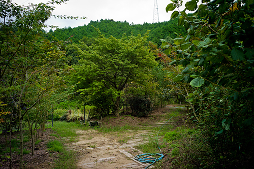 121005 常緑樹と落葉樹_b0129659_8152495.jpg