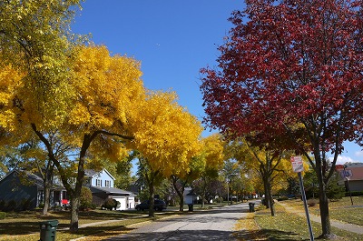 Colored leaves_d0084963_3551495.jpg