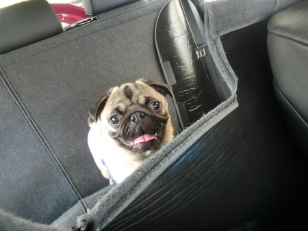 カイカイの再診 池袋のディーラーへ パグっ子ジョバへの片思い Giovanni My Lovely Pug