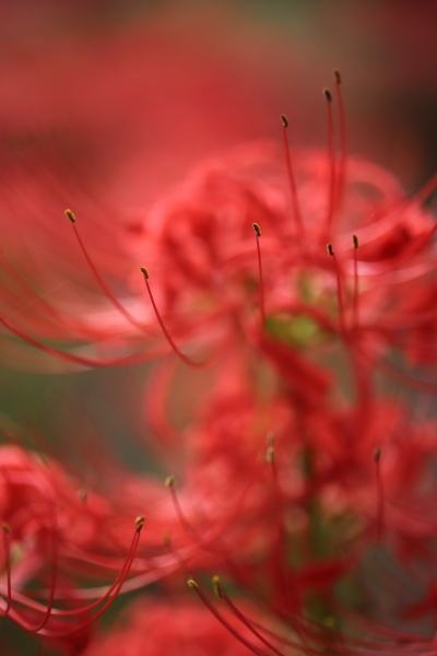 神代植物公園 3_b0188569_18371730.jpg