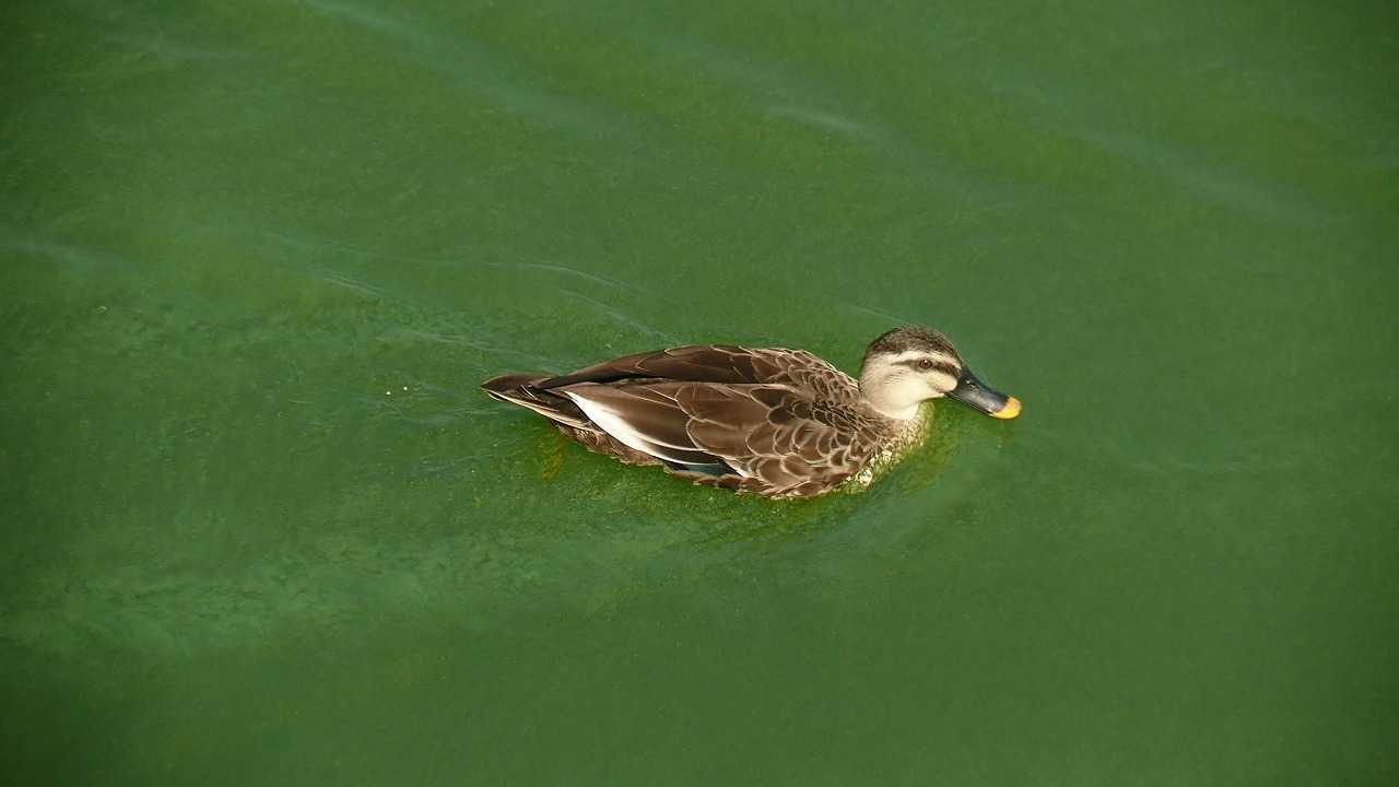 a0185081_18124367.jpg