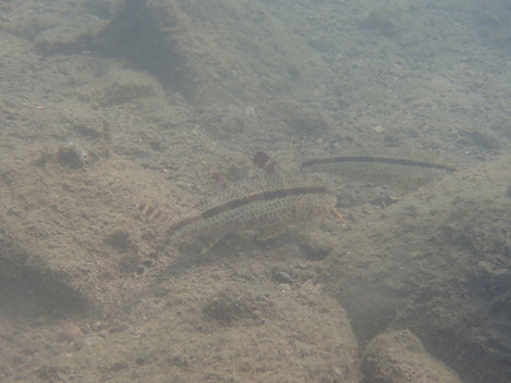 e0115199_14531094.jpg