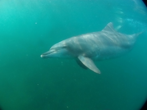 イルカと友達!!能登島イルカツアー(●^o^●)_e0115199_20503098.jpg