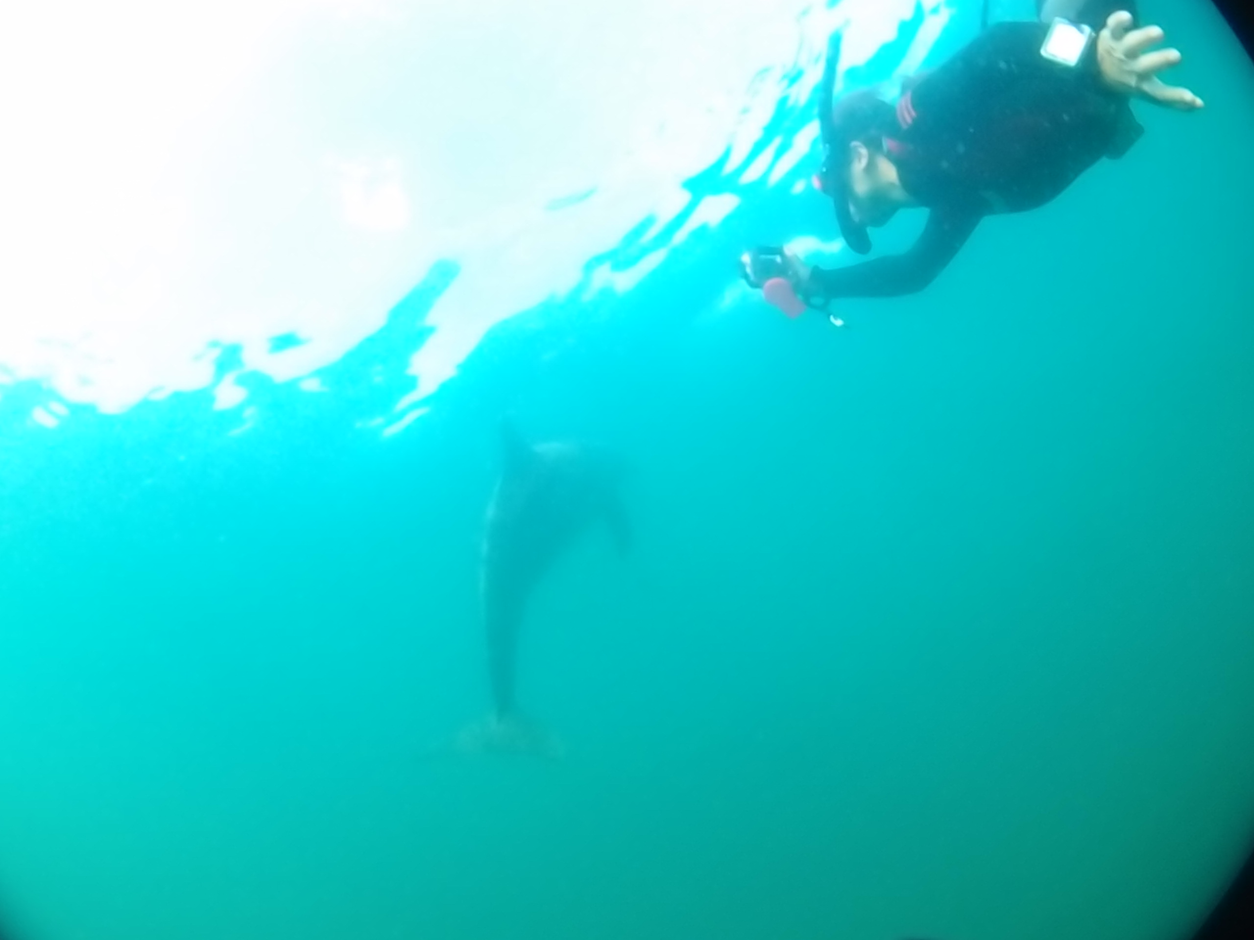 イルカと友達!!能登島イルカツアー(●^o^●)_e0115199_20563299.jpg