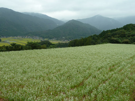 そばの花満開_b0017504_0152558.jpg