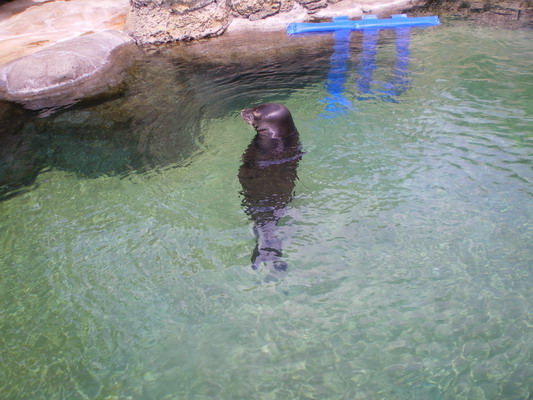 ワイキキと水族館_c0137507_1062453.jpg