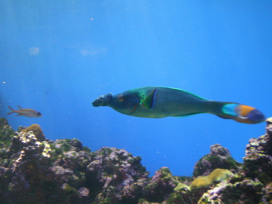 ワイキキと水族館_c0137507_9595167.jpg