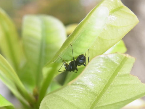 埼玉中部　　　　　　　ムラサキツバメ幼虫他2012/10/06①_d0251807_2031136.jpg