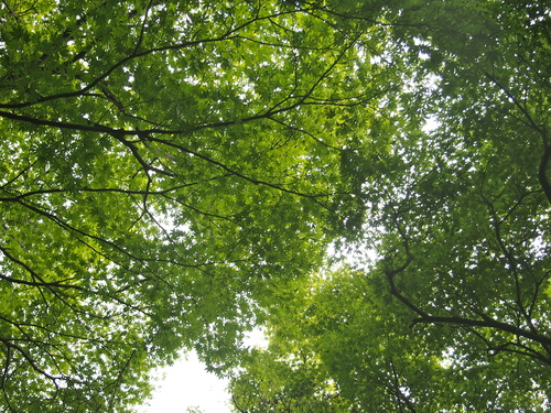 a0230008_1531696.jpg