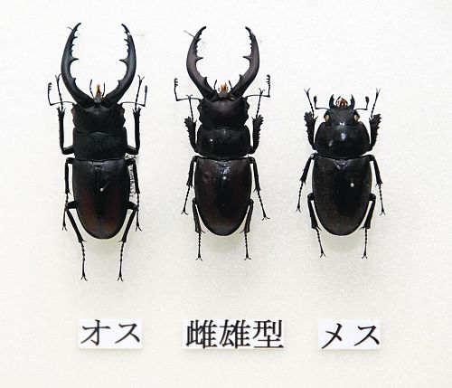 突然変異、放射能の影響、あるいは人工的？：雌雄同体クワガタと人面豚が発見された！？_e0171614_17422929.jpg
