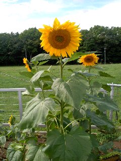 f0207320_1748426.jpg
