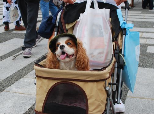 動物感謝デーへ行ってきました～お友達紹介編～_f0214121_2261383.jpg