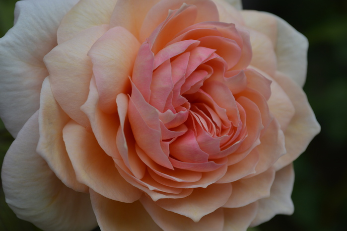 d0096422_914797.jpg