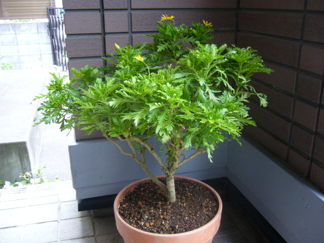 d0000324_13162269.jpg