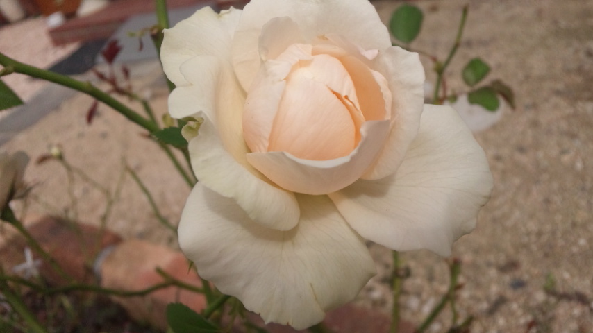 e0263224_225273.jpg