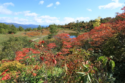 白根山エリア紅葉の様子　Ｖｏｌ．Ⅱ_a0057828_1225360.jpg