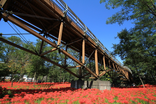 巾着田の曼珠沙華_b0228234_1262232.jpg