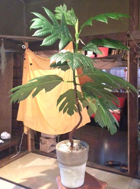 c0217045_17541663.jpg
