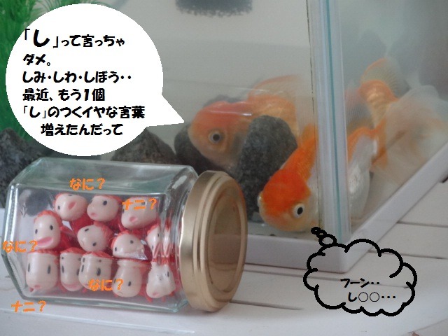 金魚のつぶやき_d0165645_921966.jpg
