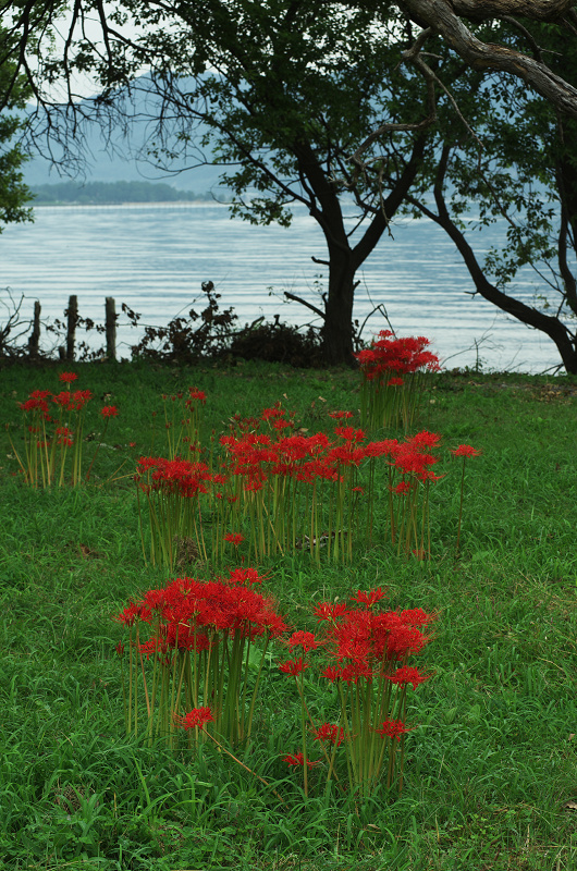 琵琶湖岸の彼岸花（今津町・桂浜園地）_f0155048_19164428.jpg