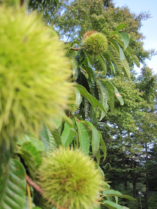 f0236260_1155193.jpg