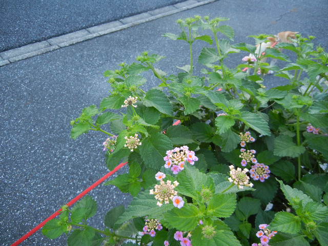 ’12,10,6(土)朝の強制目覚まし時計!_f0060461_1225269.jpg