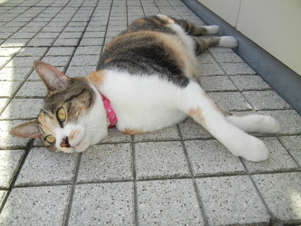 ’12,10,6(土)朝の強制目覚まし時計!_f0060461_12265543.jpg