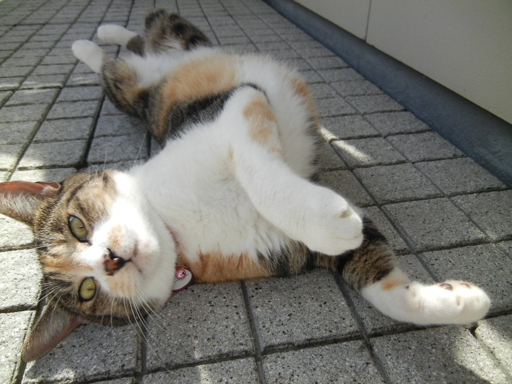 ’12,10,6(土)朝の強制目覚まし時計!_f0060461_12274924.jpg