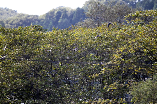 １０月５日の野鳥模様_d0262476_5371151.jpg