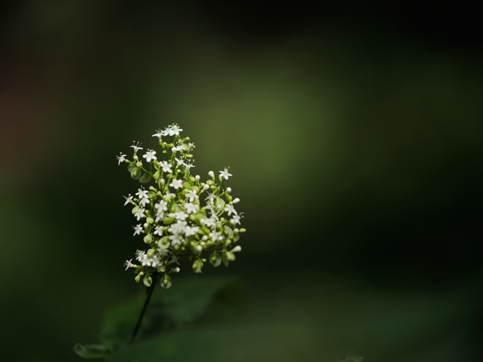 野川自然観察園～秋のお花たちvol.2～_a0161380_5423876.jpg