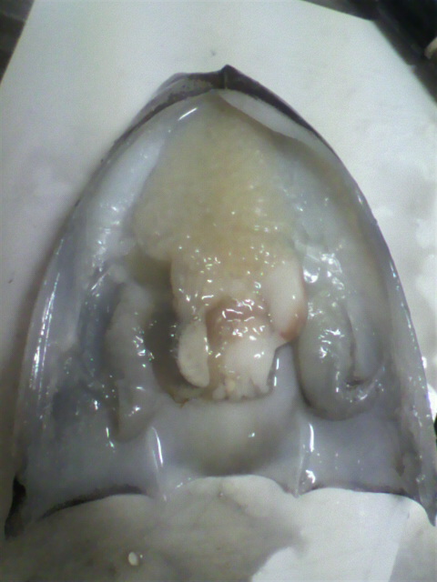 e0223584_8572855.jpg
