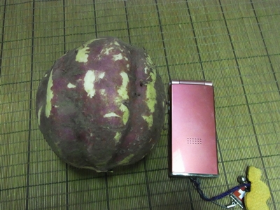 サツマイモ収穫したど～～_a0291885_1243343.jpg